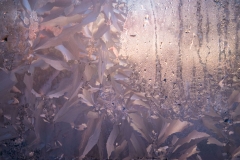 Icy Windowpane