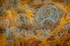 Cedar Fronds and Frozen Bubbles