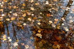 Autumn Reflections