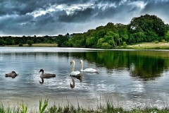 Tranquil Waters