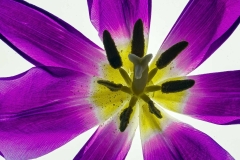 Tulip Time