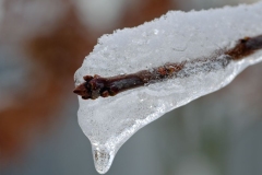 Icy Oak Bud