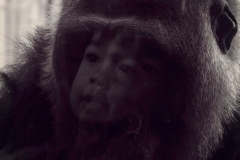Zoo Baby