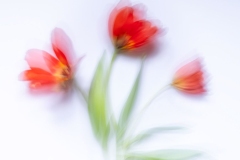 Tulips a La Claude Monet