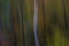 Phantom Birch