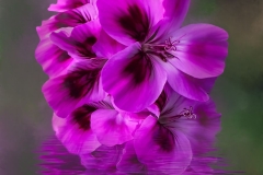 A Puddle of Geraniums