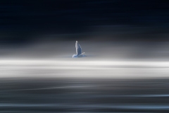 Soaring