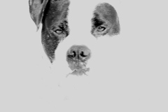 Doggone