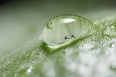 Droplet on Leaf