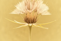 Shaving Brush Botanical