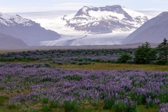 Bluebonnets and Mountains