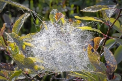 Dew Beads