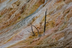 Mammoth Hot Springs Petrified Wood