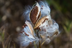 Milkweed Gone to Seed