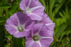 Morning Glories in the Wild