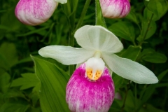 Showy Lady Slipper