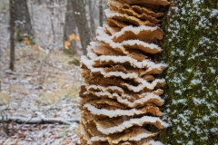 Chicken of the Woods Fungus