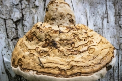 Hoof Fungus on Birch Log