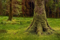 Paw of the Forest Sentinel