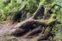 Mossy Roots