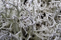White Moss-Reindeer Lichen