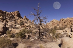 Desert Moon