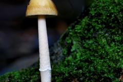 Small But Deadly
