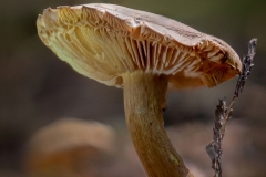 Mushroom Standing Tall
