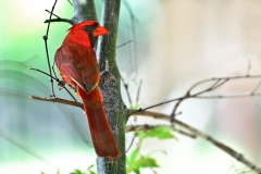 2023/24 ACC Nature Zoology