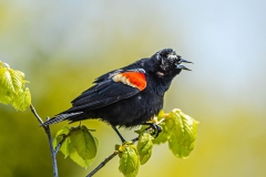 Red-Winged Blackbird