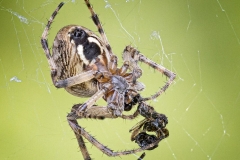 Ornamental Orbweaver with Prey