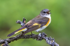 American Redstart