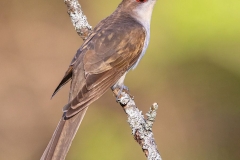 Black Billed Cuckoo