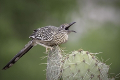 Greater Roadrunner