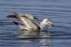 Ring Billed Gull