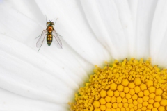 Condylostylus