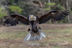 Bald Eagle