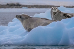 Crabeater Seals