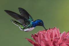 White Necked Jacobin