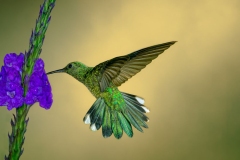 Green-Crowned Brilliant Hummingbird