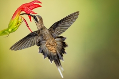 Long Tailed Hermit Hummingbird