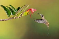 Long Billed Hermit