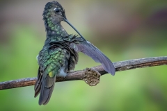Male Talamanca Hummingbird