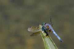 Blue Dasher