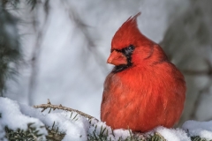 Male Cardinal at Halls Rd