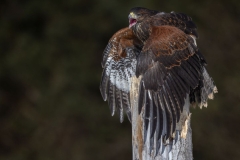 Harris Hawk
