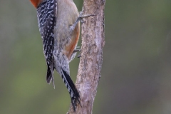 Red-Bellied Woodpecker