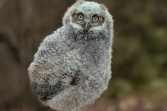 Ontario Owlet