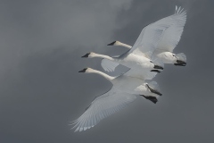 Trumpet Swans
