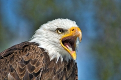 Bald Eagle CRC